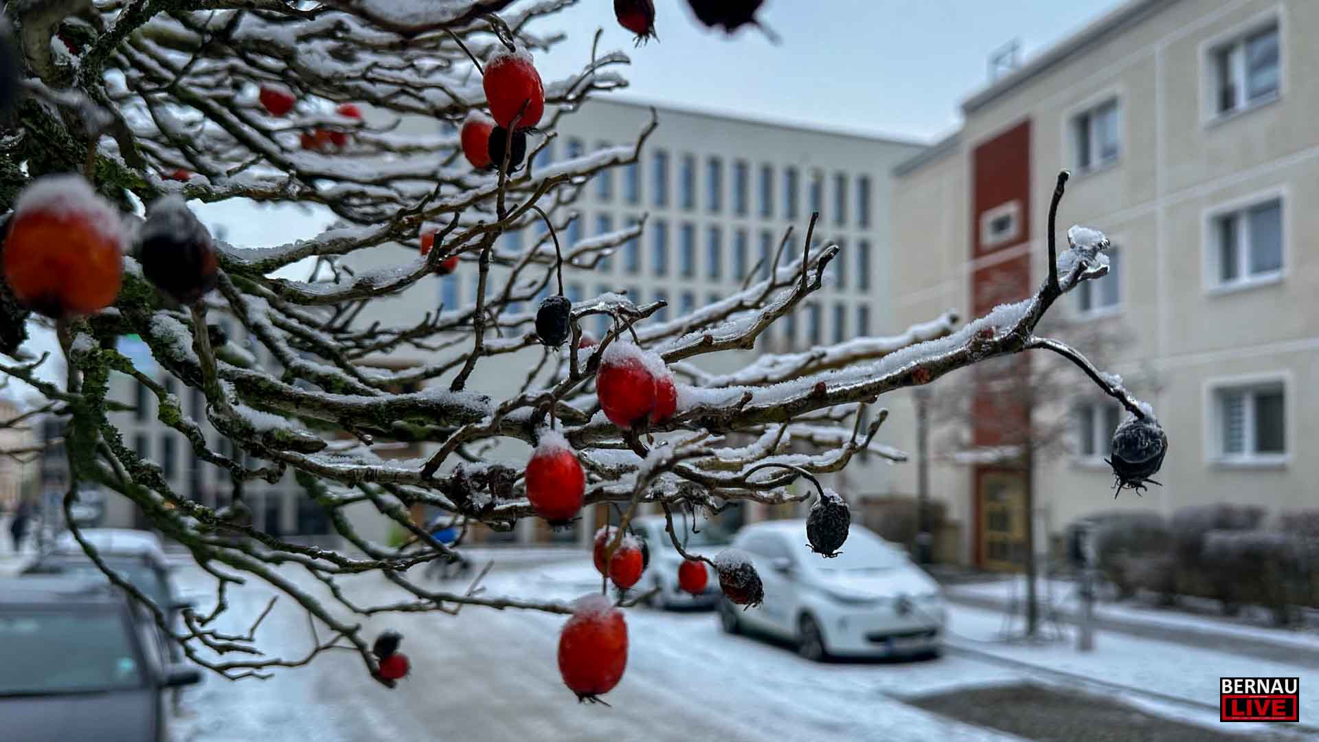 Guten Morgen aus Bernau und allen eine gute Wochenmitte 3 Guten Morgen aus Bernau und allen eine gute Wochenmitte