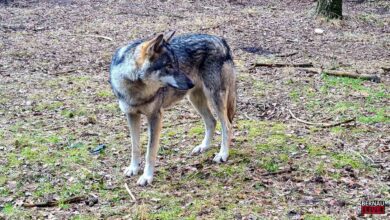 Zwischen Faszination und Konflikt: Der Wolf zu Gast im Barnim Panorama
