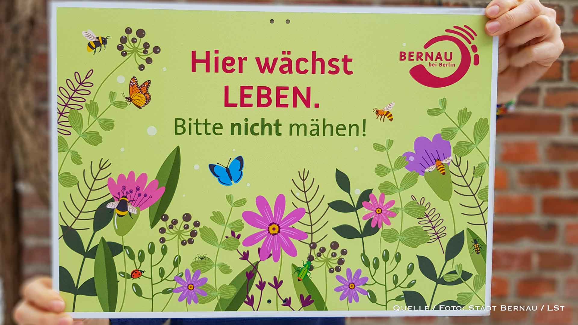 „Hier wächst Leben“: Neue Blühschilder für ein artenreiches Bernau