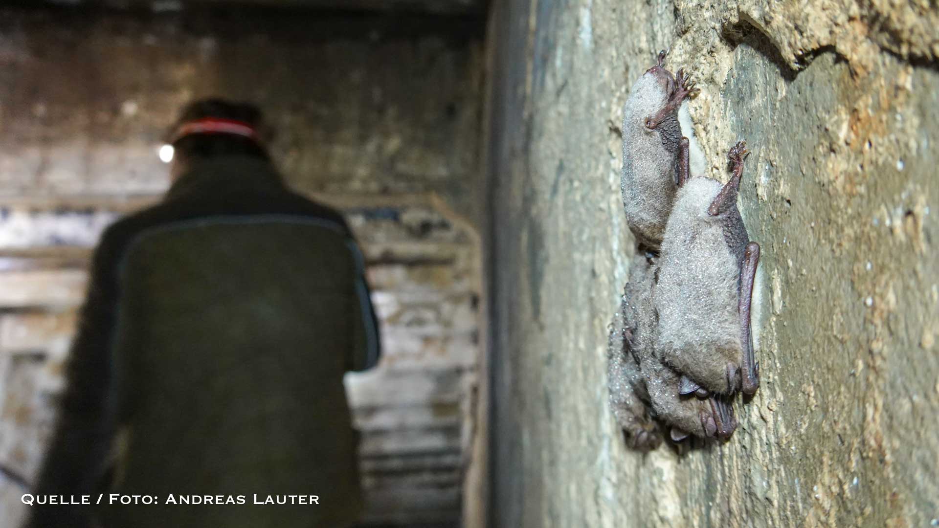 Überlebenskampf im Tiefschlaf: Fledermaus-Check im Naturpark Barnim