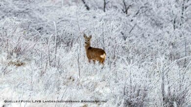 Winterlicher Tierschutz: Landkreis Barnim ruft Notzeit für Wildtiere aus