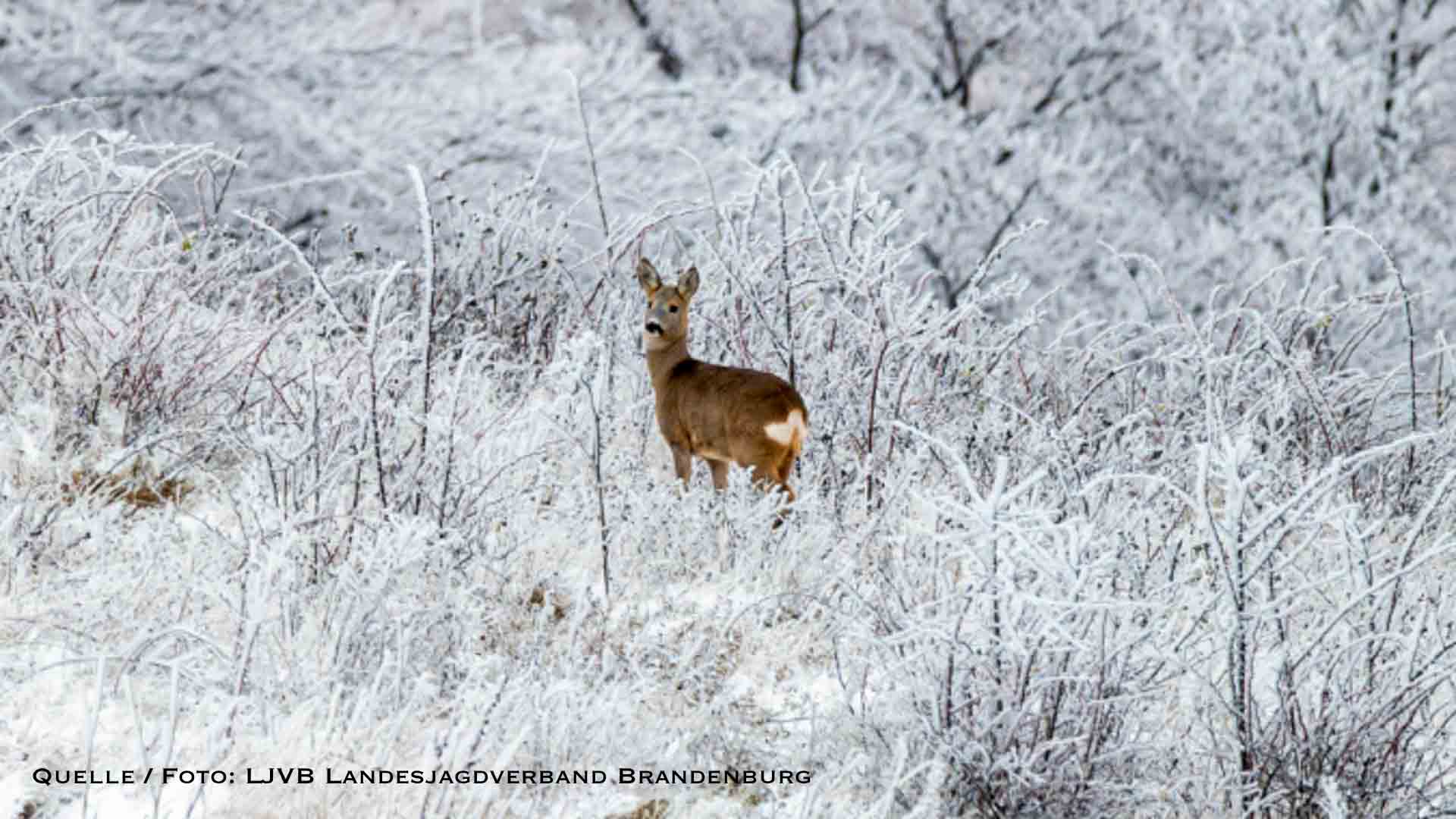 Winterlicher Tierschutz: Landkreis Barnim ruft Notzeit für Wildtiere aus 1 Winterlicher Tierschutz: Landkreis Barnim ruft Notzeit für Wildtiere aus