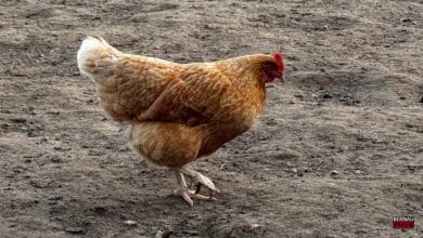 Angespannte Tierseuchenlage: Landkreis Barnim mahnt Geflügelhalter zur Vorsicht