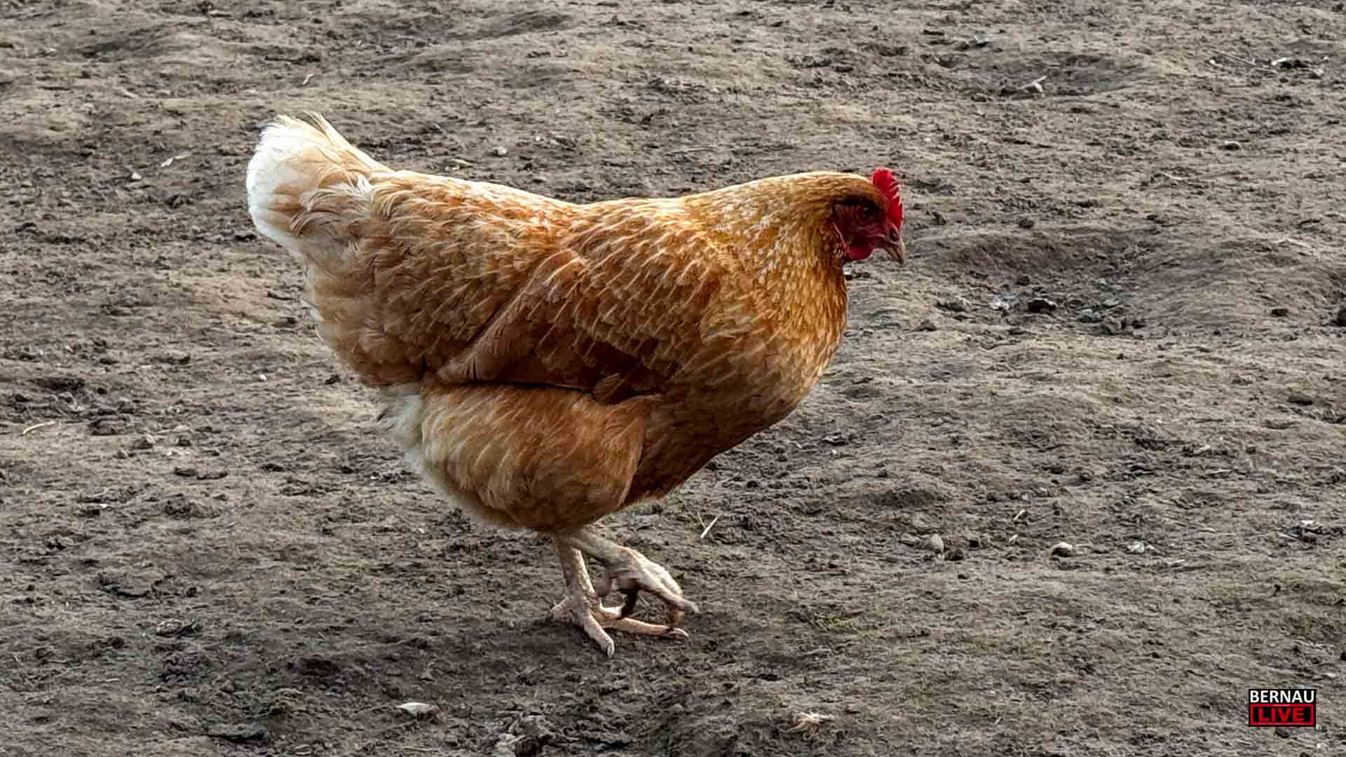 Angespannte Tierseuchenlage: Landkreis Barnim mahnt Geflügelhalter zur Vorsicht
