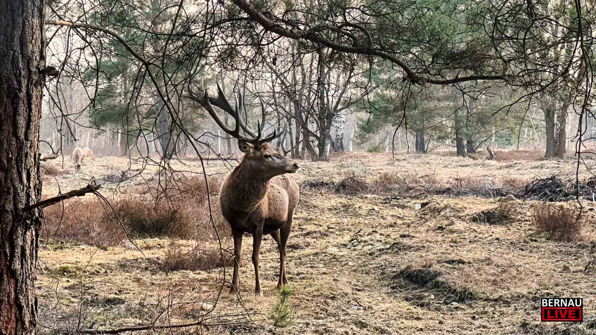 Guten Morgen aus Bernau und einen schönen Donnerstag 1 Guten Morgen aus Bernau und einen schönen Donnerstag