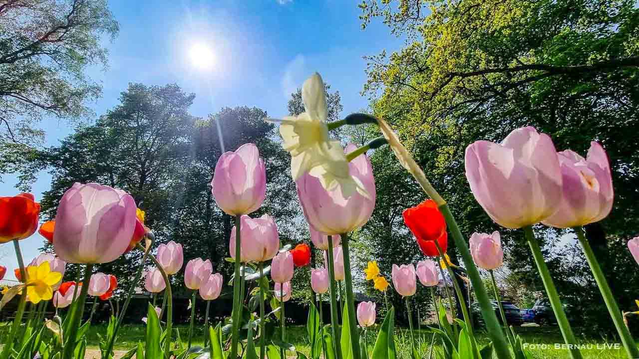 Zahlreiche Tulpen im Stadtpark Bernau