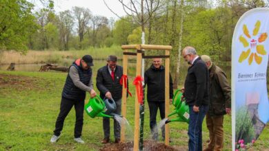 Zitterpappel im Schlosspark Börnicke zum Tag des Baumes gewürdigt