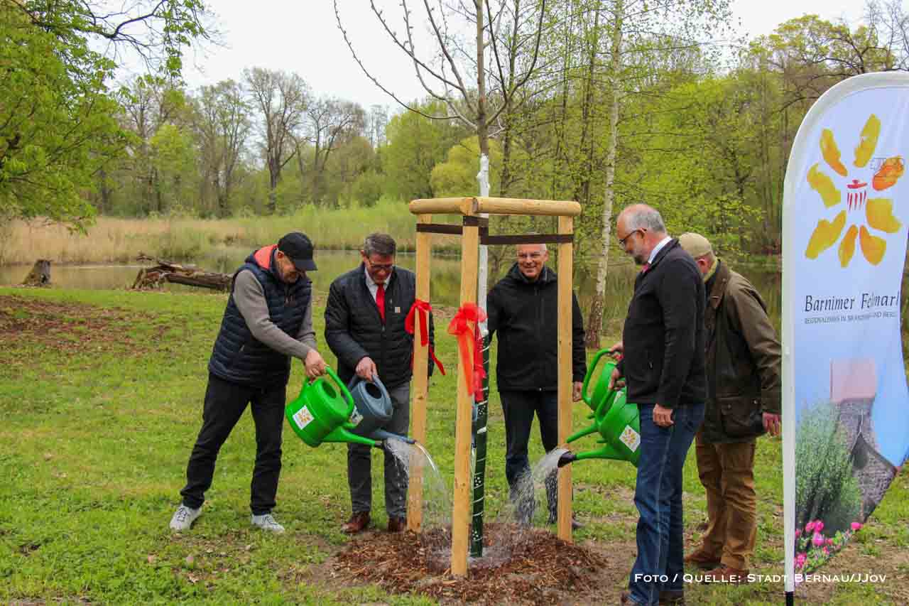 Zitterpappel im Schlosspark Börnicke zum Tag des Baumes gewürdigt
