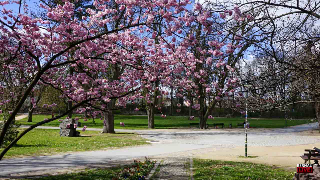 Willkommen in der Wochenmitte und guten Morgen aus Bernau 1 Willkommen in der Wochenmitte und guten Morgen aus Bernau
