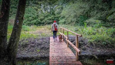 Achtsamkeit auf sechs Pfoten: FRAKIMA Bernau lädt zum Waldbaden mit Hund
