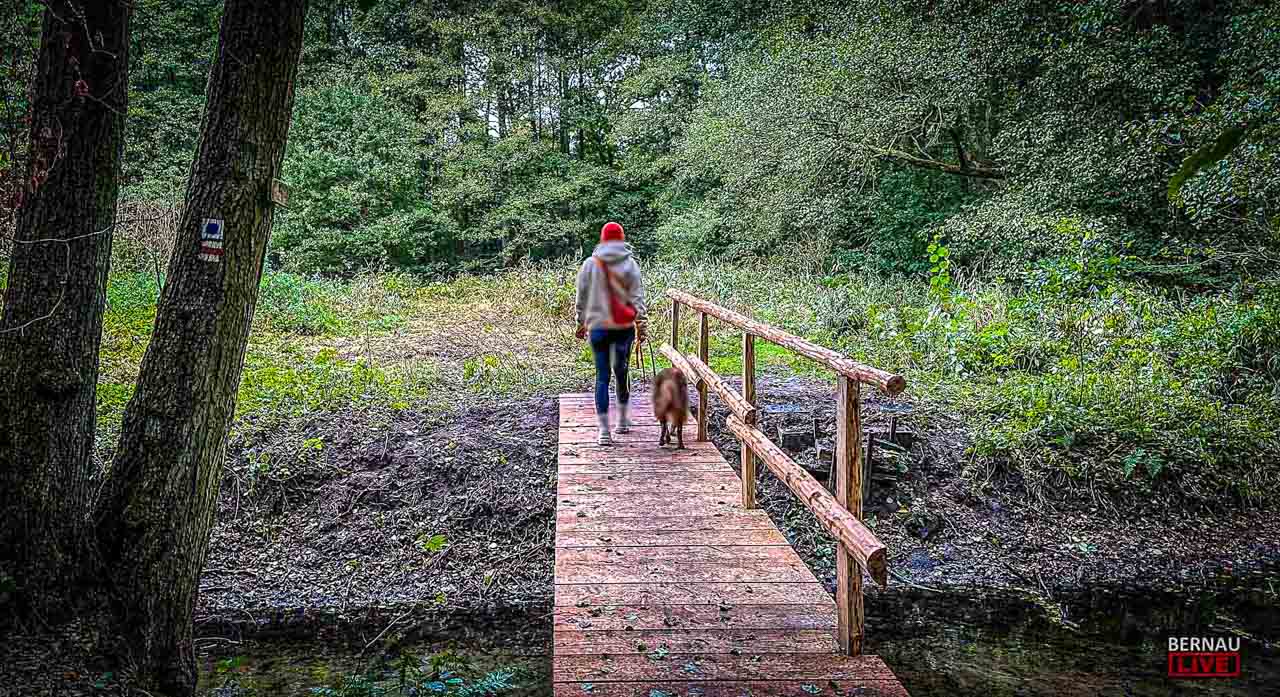 Achtsamkeit auf sechs Pfoten: FRAKIMA Bernau lädt zum Waldbaden mit Hund