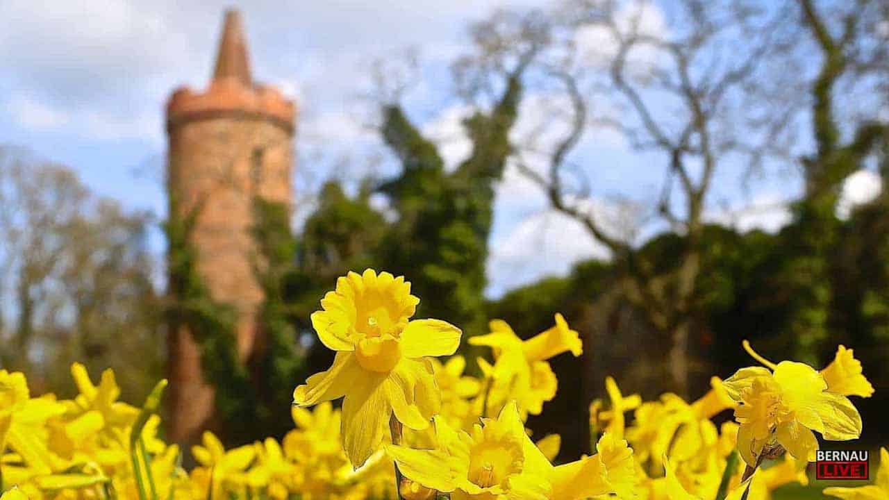 Auf dem Bild ist der Bernauer Pulverturm zu sehen, davor Blumen im Bernauer Stadtpark