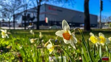 Blumen im Vordergrund und die Sparkassen-Arena im Hintergrund