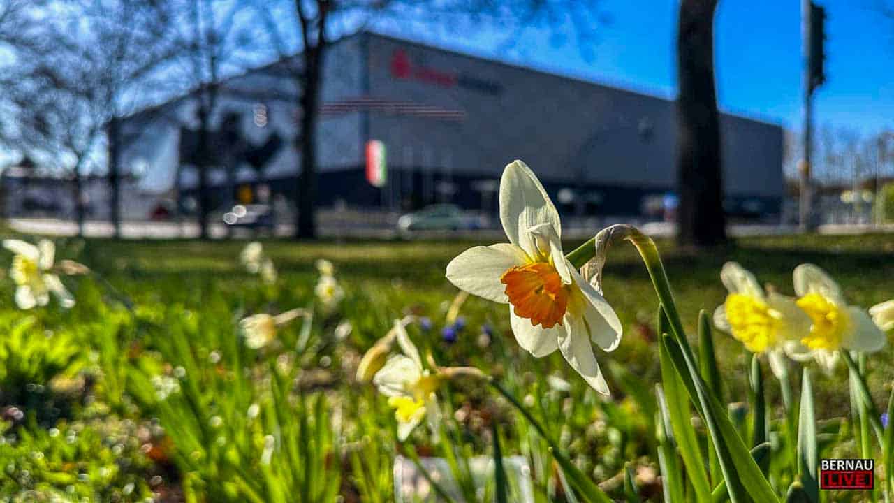 Blumen im Vordergrund und die Sparkassen-Arena im Hintergrund