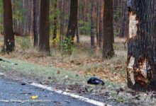 Barnim: Nach schwerem Unfall - Tempolimit auf der L23 bei Schönhof angeordnet