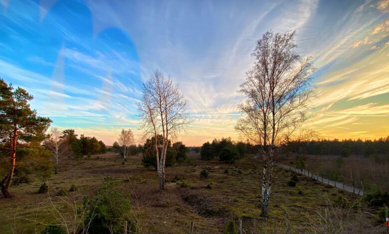 Auf den Spuren des Ziegenmelkers: Nächtliche Expedition in die Schönower Heide