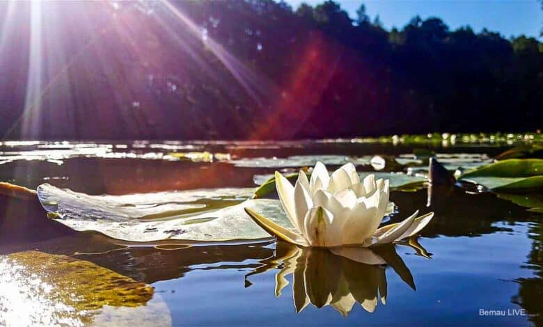 Sommeranfang! Bernau LIVE wünscht einen sonnigen Sonntag