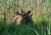 Einmal im Wildpark Schorfheide übernachten? Mittsommer-Abenteuer am 20. Juni