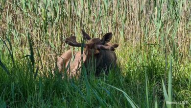 Einmal im Wildpark Schorfheide übernachten? Mittsommer-Abenteuer am 20. Juni