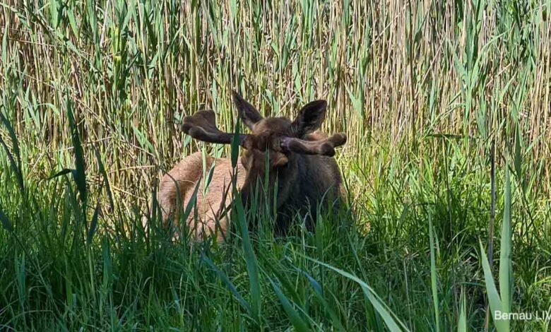 Einmal im Wildpark Schorfheide übernachten? Mittsommer-Abenteuer am 20. Juni