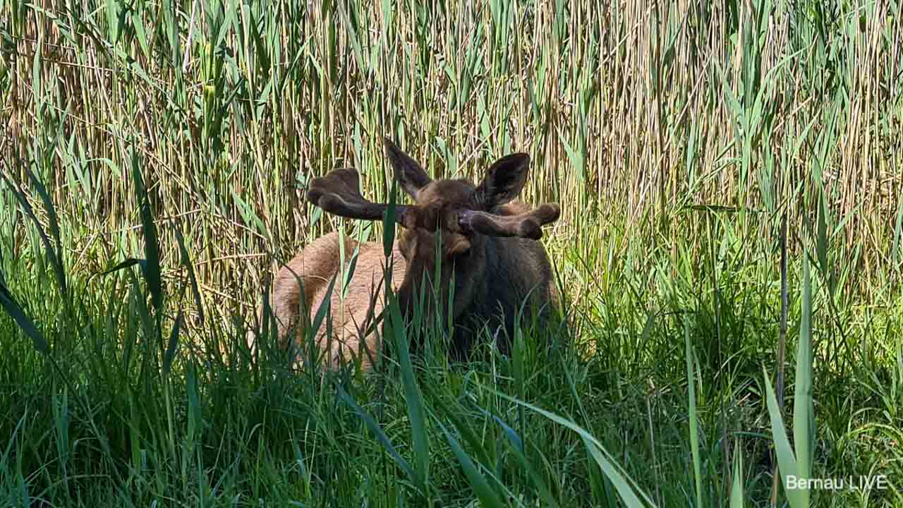 Einmal im Wildpark Schorfheide übernachten? Mittsommer-Abenteuer am 20. Juni 1 Einmal im Wildpark Schorfheide übernachten? Mittsommer-Abenteuer am 20. Juni