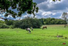 Guten Morgen aus Bernau und willkommen im Juli
