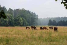 Guten Morgen aus Bernau – Verkehr, Infos und Tipps am 7. Juli 2026