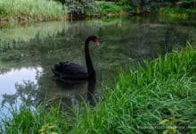 Seltener Besuch: Schwarzer Schwan zu Gast im Schwanenteich Bernau