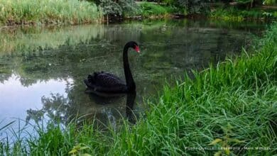 Seltener Besuch: Schwarzer Schwan zu Gast im Schwanenteich Bernau
