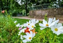 Guten Morgen aus Bernau – Verkehr, Infos und Tipps am 8. Juli 2026