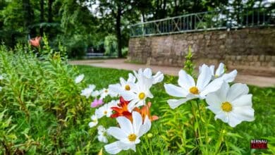 Guten Morgen aus Bernau – Verkehr, Infos und Tipps am 8. Juli 2026