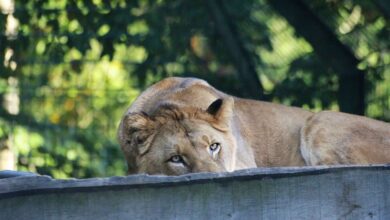 Am 15. August 2026 lädt der Zoo Eberswalde von 12:00 bis 17:00 Uhr zu einem großen Familientag ein. Unter dem Motto des Artenschutzes