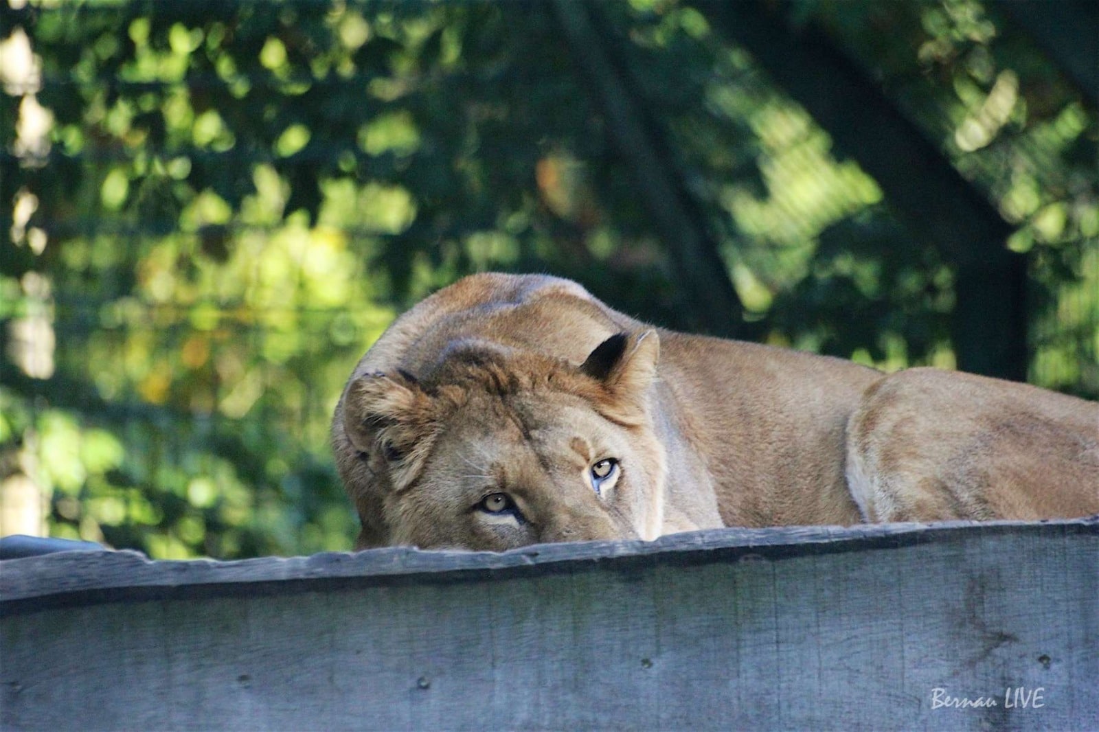 Am 15. August 2026 lädt der Zoo Eberswalde von 12:00 bis 17:00 Uhr zu einem großen Familientag ein. Unter dem Motto des Artenschutzes