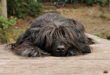Entspannung auf sechs Pfoten: FRAKIMA lädt zum Waldbaden mit Hund ein