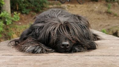 Entspannung auf sechs Pfoten: FRAKIMA lädt zum Waldbaden mit Hund ein