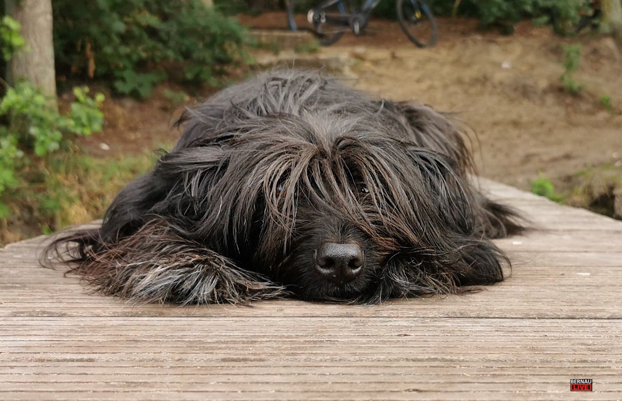 Entspannung auf sechs Pfoten: FRAKIMA lädt zum Waldbaden mit Hund ein