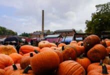 Herbstzauber auf dem Gutshof: Kürbisfest & Regionalmarkt in Börnicke