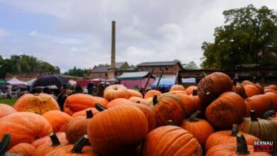Herbstzauber auf dem Gutshof: Kürbisfest & Regionalmarkt in Börnicke