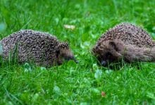 Besserer Schutz für Igel: Landkreis Barnim verbietet Mähroboter in Dämmerung und Nacht