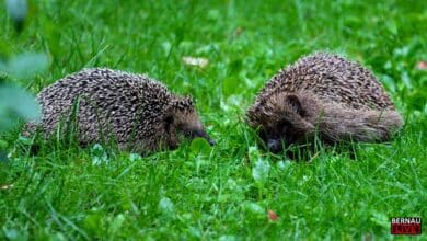 Besserer Schutz für Igel: Landkreis Barnim verbietet Mähroboter in Dämmerung und Nacht